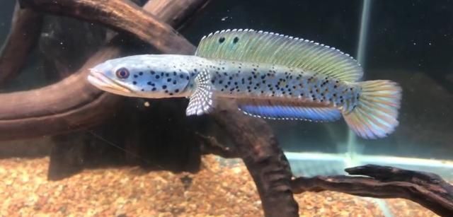 雷龍魚性別對體色影響探究：雷龍魚的性別對其體色有影響，雷龍魚的性別會影響其體色