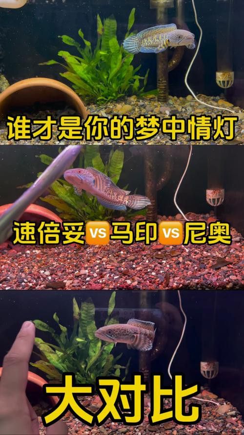 七彩雷龍魚用什么燈最好看