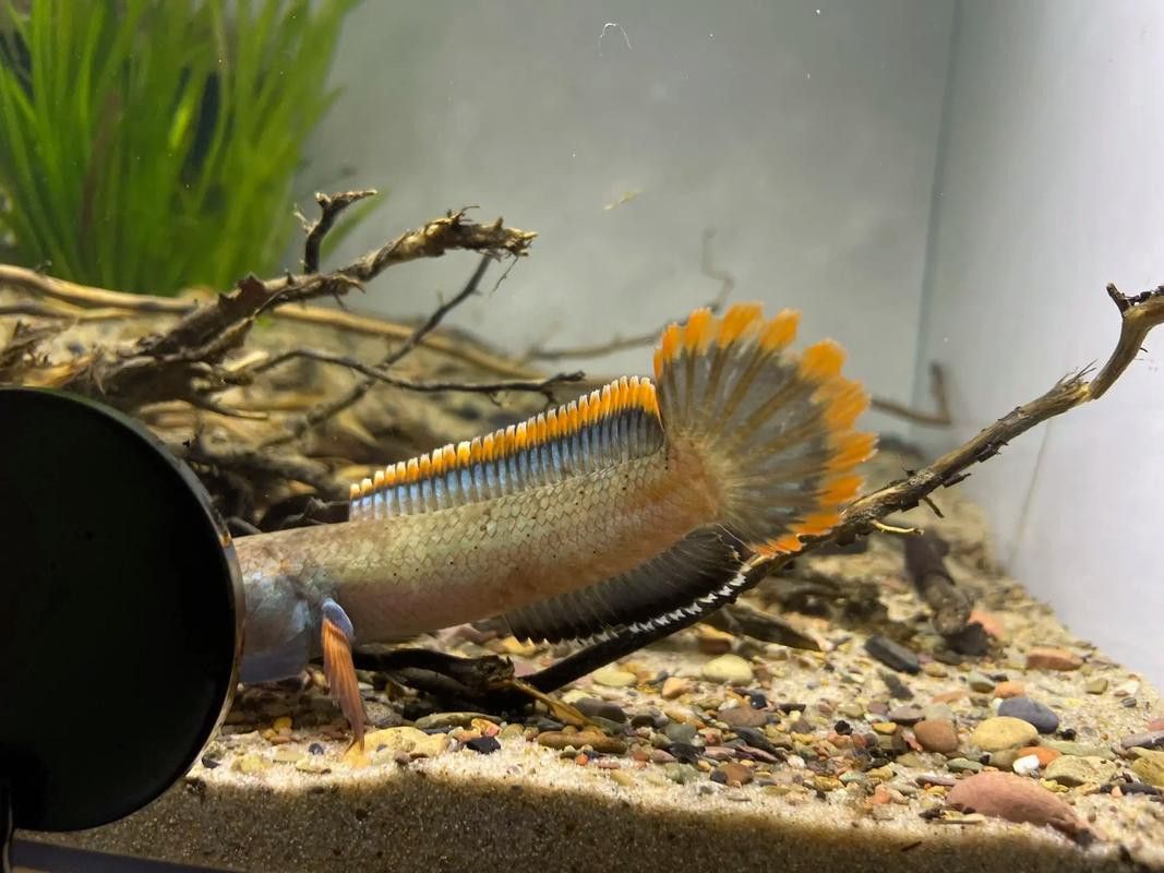 七彩雷龍魚用什么燈最好看