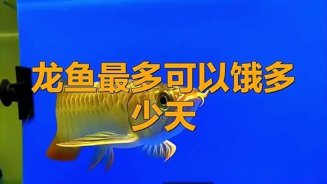 龍魚最多可以餓多少天死