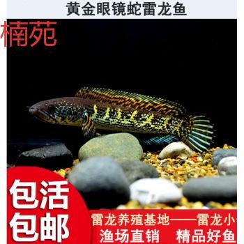 雷龍魚(yú)食譜（彩虹雷龍魚(yú)馴餌技巧,雷龍魚(yú)健康飲食指南）