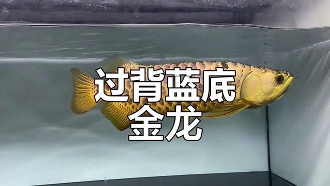 如何挑選古典藍底過背金龍的珠鱗？