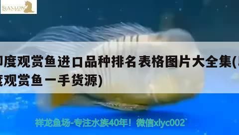 口碑最好的魚缸水泵是哪款，口碑最好的魚缸水泵是