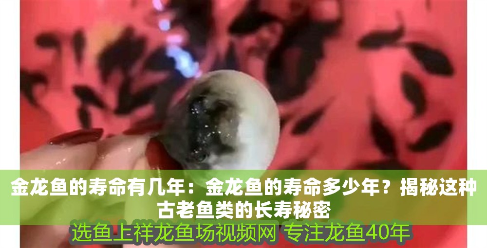 金龍魚的壽命有幾年：金龍魚的壽命多少年？揭秘這種古老魚類的長壽秘密