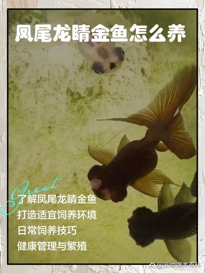 龍睛魚的最佳生長溫度是多少？
