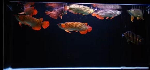 紅龍魚(yú)呼吸鰓張很大（發(fā)現(xiàn)紅龍魚(yú)呼吸鰓張很大，應(yīng)及時(shí)檢測(cè)水質(zhì)，觀(guān)察魚(yú)的其他癥狀） 紅龍魚(yú)呼吸鰓張很大（發(fā)現(xiàn)紅龍魚(yú)呼吸鰓張很大，應(yīng)及時(shí)檢測(cè)水質(zhì)，觀(guān)察魚(yú)的其他癥狀） 龍魚(yú)百科 第2張