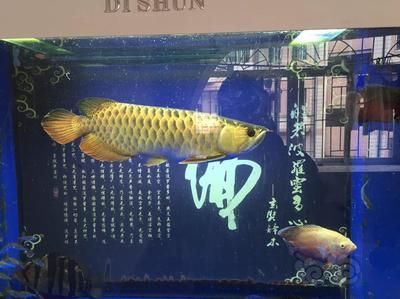 龍魚適合跟什么魚一起養(yǎng)：龍魚混養(yǎng)水族箱布局技巧