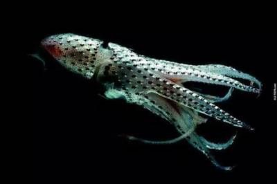龍魚游來游去是怎么回事：龍魚總在水面上游來游去是怎么回事？
