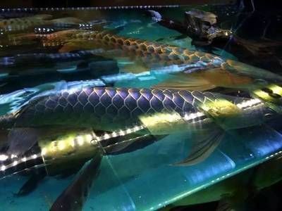 武吉美拉龍魚是哪個(gè)國家的（武吉美拉龍魚是一種原產(chǎn)于馬來西亞的龍魚種群）
