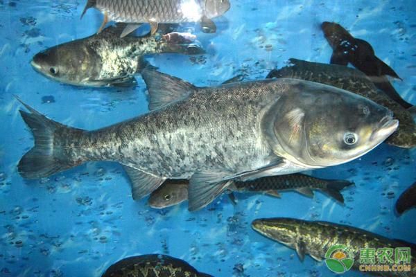 泰龐海鰱魚的養(yǎng)殖技巧：泰龐海鰱魚的養(yǎng)殖技巧包括選擇健康的魚苗、建立良好水質環(huán)境