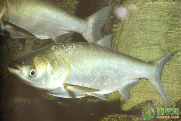 泰龐海鰱魚的養(yǎng)殖技巧：泰龐海鰱魚的養(yǎng)殖技巧包括選擇健康的魚苗、建立良好水質環(huán)境