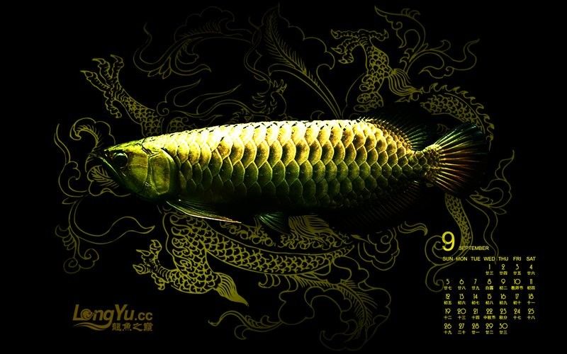 龍魚之巔論壇有哪些紅龍魚壁紙資源？