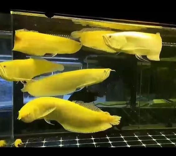 黃化龍魚23厘米價(jià)格