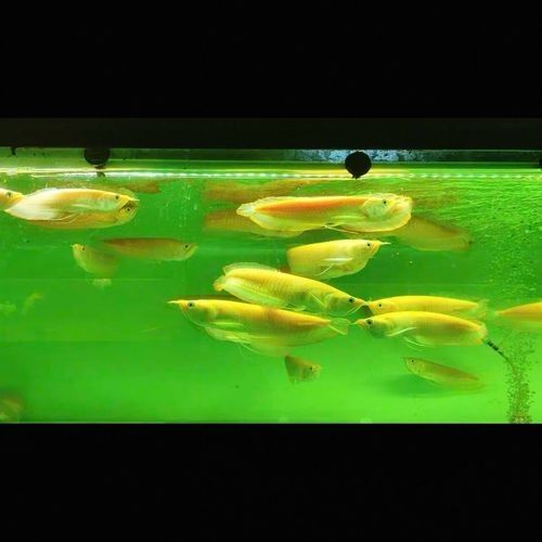 黃化龍魚23厘米價(jià)格