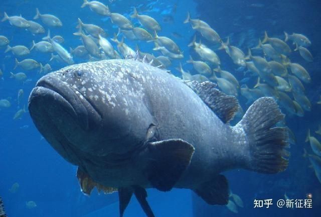 龍躉魚不能隨便念