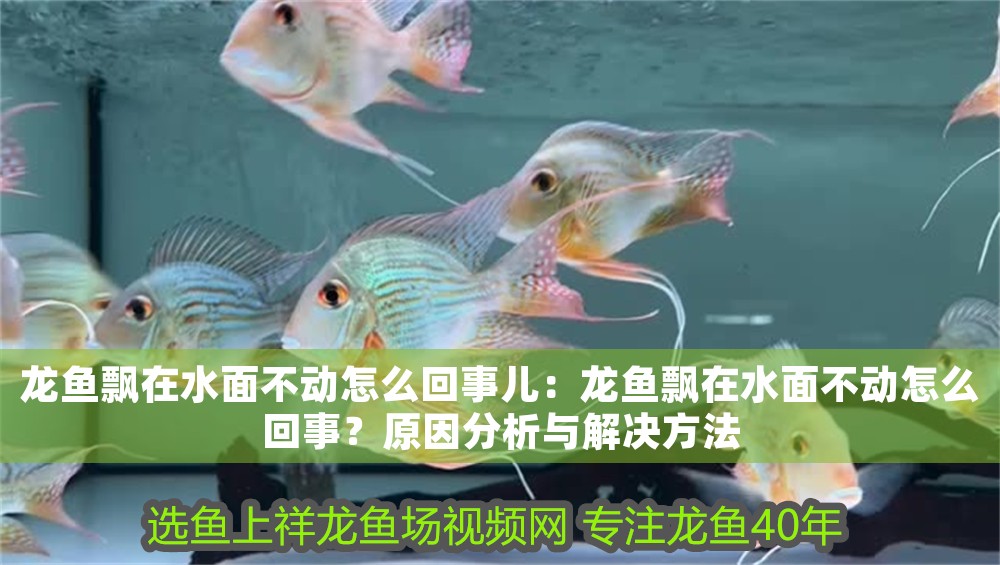 龍魚飄在水面不動怎么回事兒：龍魚飄在水面不動怎么回事？原因分析與解決方法
