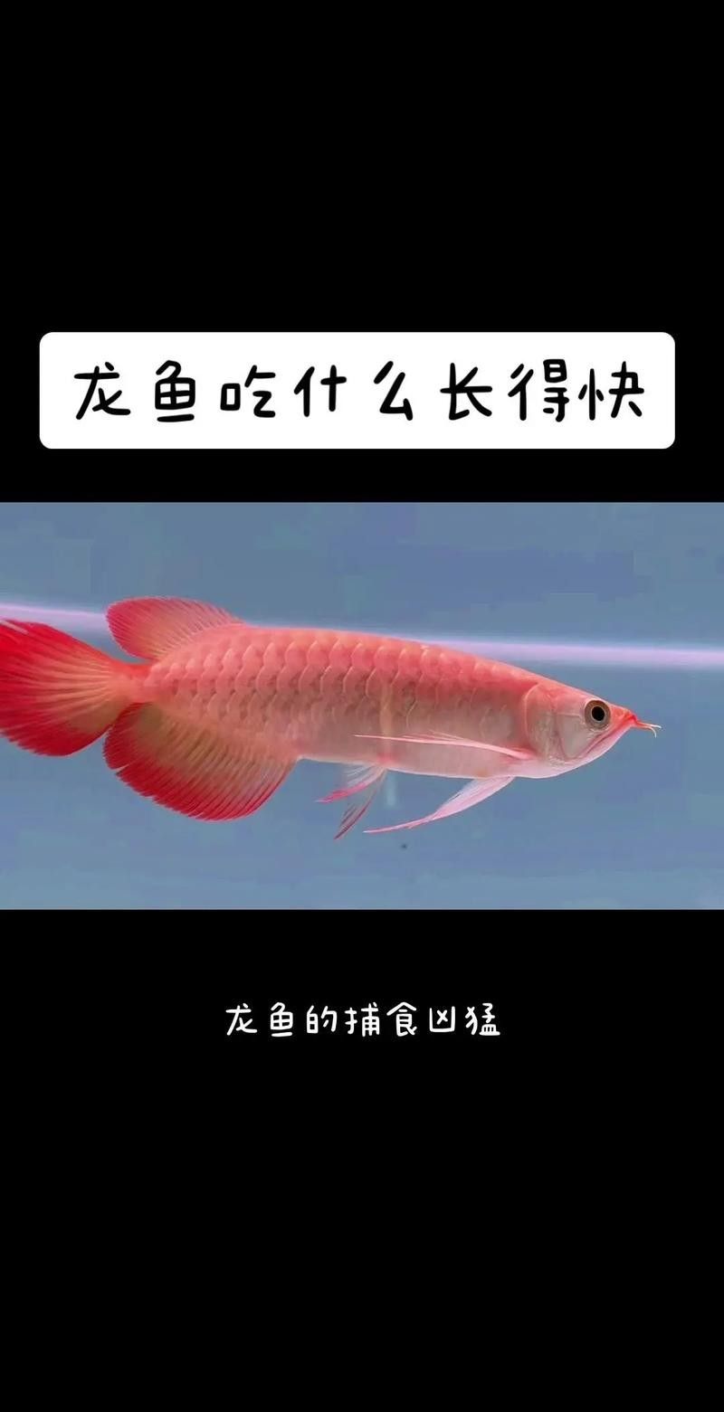 龍魚專用餌料配方大全圖解