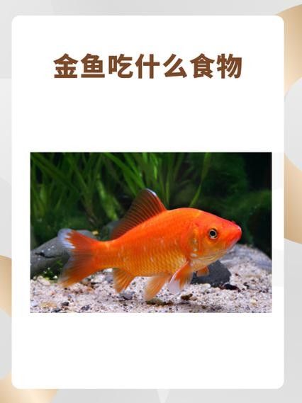 龍魚專用餌料配方大全圖解
