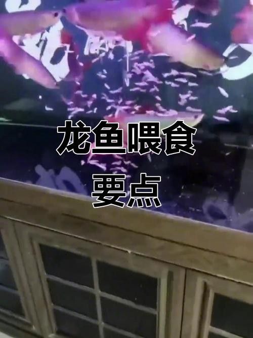 龍魚專用餌料配方大全圖解