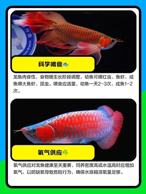 龍魚專用餌料配方大全圖解