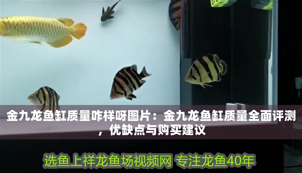 金九龍魚缸質量咋樣呀圖片：金九龍魚缸質量全面評測，優缺點與購買建議