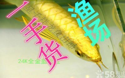 北京紅龍魚魚場地址查詢電話：北京紅龍魚漁場位于北京市朝陽區望京東園三區八號樓