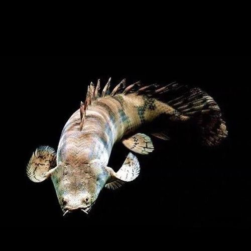 虎斑恐龍魚繁殖方式有哪些種類圖片