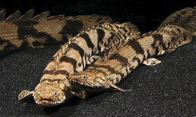 虎斑恐龍魚繁殖方式有哪些種類圖片