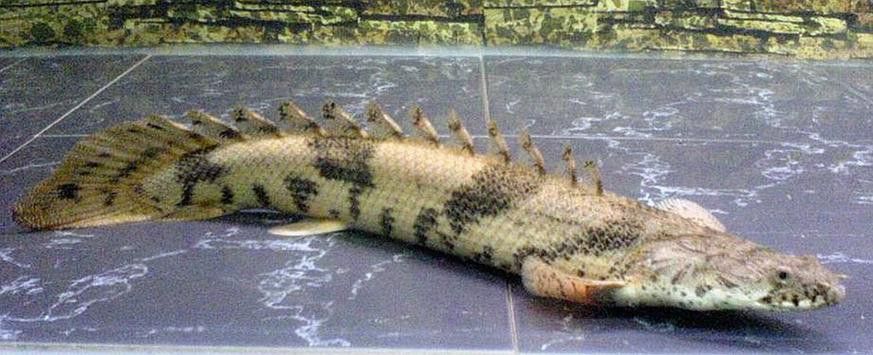 虎斑恐龍魚繁殖方式有哪些種類圖片