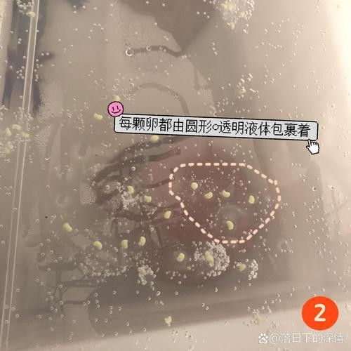 虎斑恐龍魚繁殖方式有哪些種類圖片