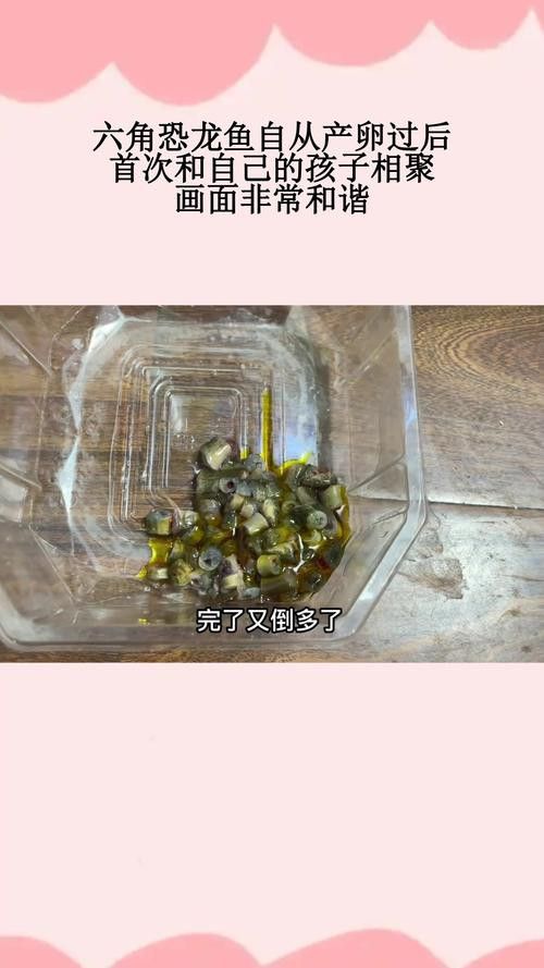 虎斑恐龍魚繁殖方式有哪些種類圖片