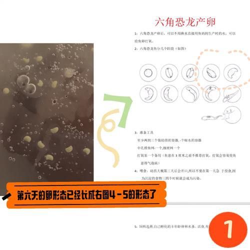 虎斑恐龍魚繁殖方式有哪些種類圖片