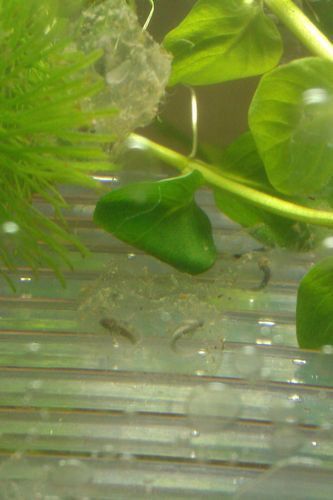 虎斑恐龍魚繁殖方式有哪些種類圖片