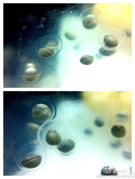 虎斑恐龍魚繁殖方式有哪些種類圖片