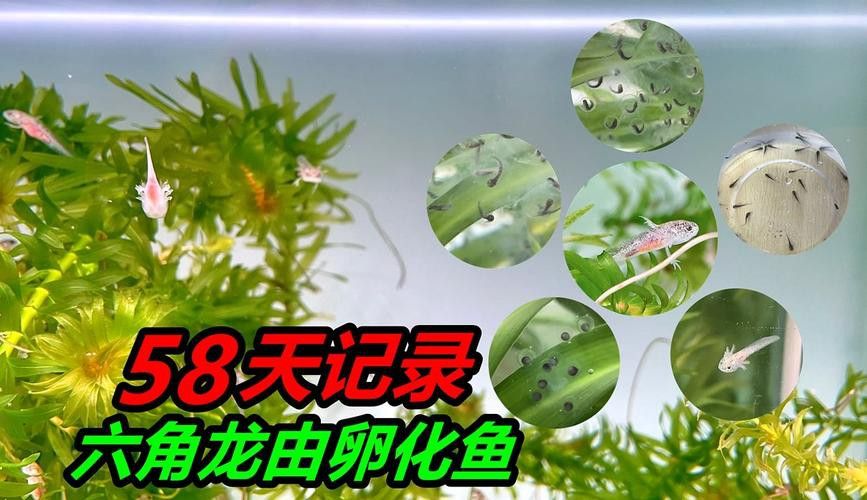 虎斑恐龍魚繁殖方式有哪些種類圖片