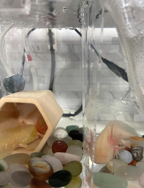 虎斑恐龍魚繁殖方式有哪些種類圖片