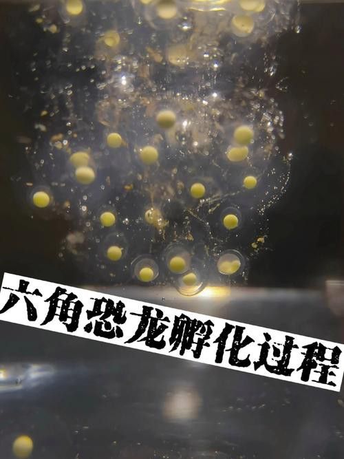 虎斑恐龍魚繁殖方式有哪些種類圖片
