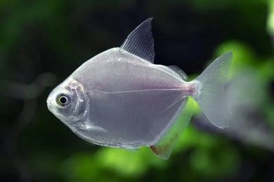 銀版魚與銀龍魚區(qū)別：銀版魚與銀龍魚在外觀、生活習性和生活習性和飼養(yǎng)要求