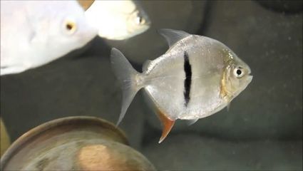 銀版魚與銀龍魚區(qū)別：銀版魚與銀龍魚在外觀、生活習性和生活習性和飼養(yǎng)要求