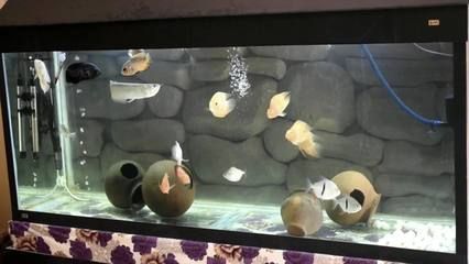 銀版魚與銀龍魚區別：銀版魚與銀龍魚在外觀、生活習性和生活習性和飼養要求