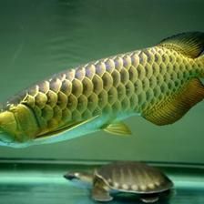 金龍魚適合家里養(yǎng)嗎：金龍魚可以在家中飼養(yǎng)30年甚至更久,金龍魚適合家里養(yǎng)嗎