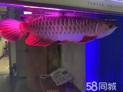 金龍魚適合家里養(yǎng)嗎：金龍魚可以在家中飼養(yǎng)30年甚至更久,金龍魚適合家里養(yǎng)嗎