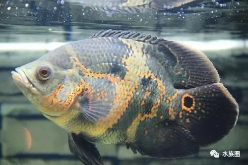 雷龍魚和地圖魚的區別