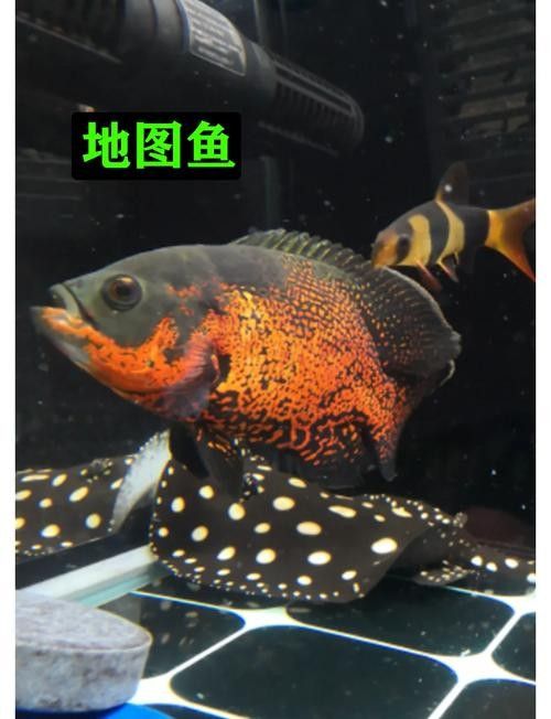 龍魚和地圖魚喂什么