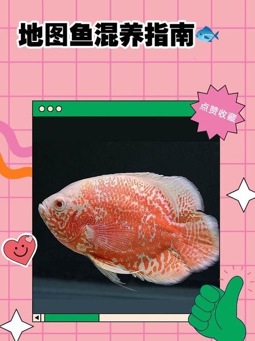 龍魚和地圖魚喂什么