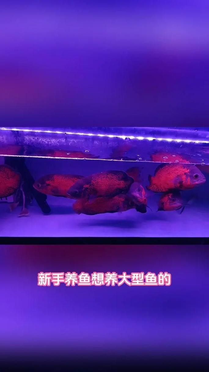 龍魚和地圖魚喂什么