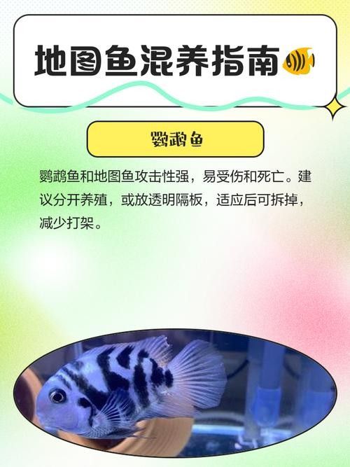 龍魚和地圖魚喂什么