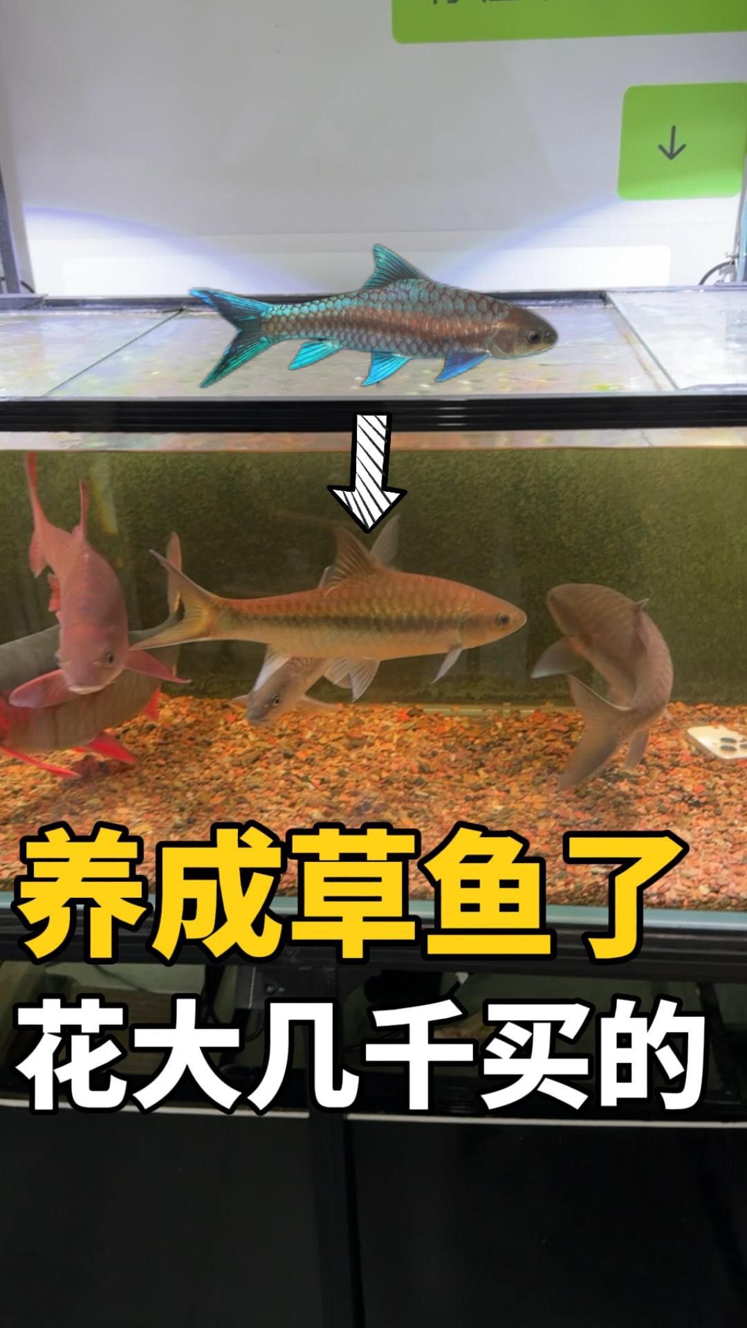 吉羅魚的市場前景如何？