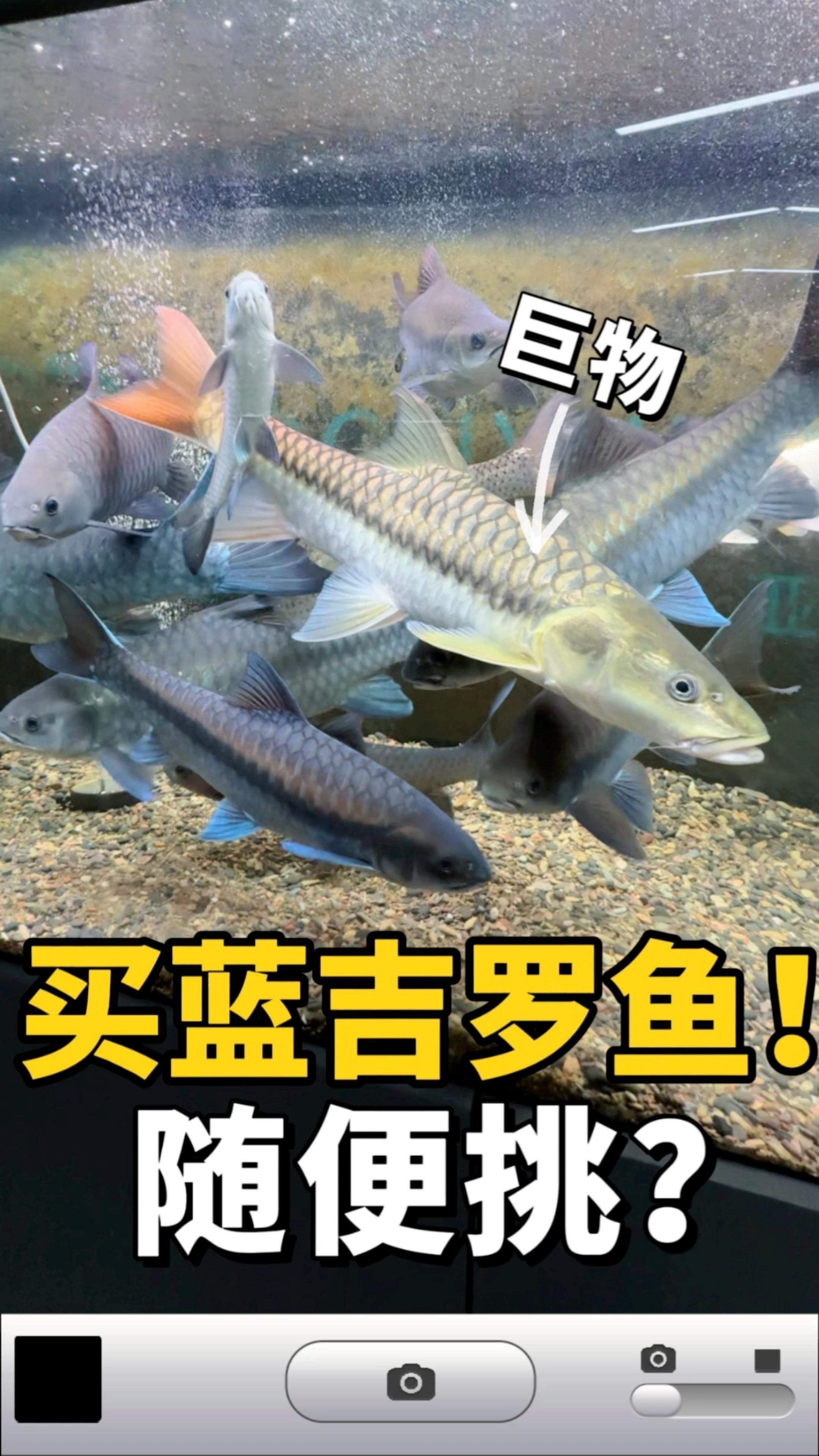 吉羅魚的市場前景如何？