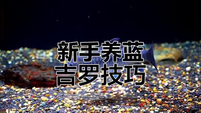 吉羅魚的市場前景如何？